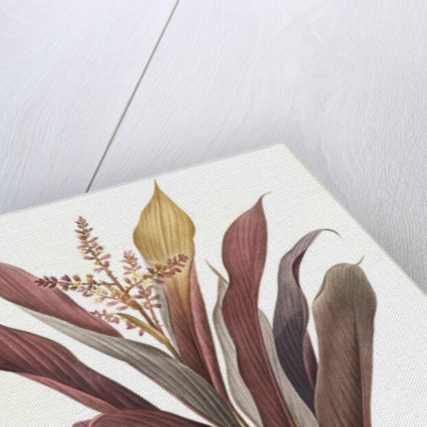 Dracoena terminalis, Cordyline terminalis; Dragonnier terminale; Dragon Lily, Hawaiian Ti, Ti Tree, Good Luck Tree; Flaming dragon tree by Pierre Joseph Redouté