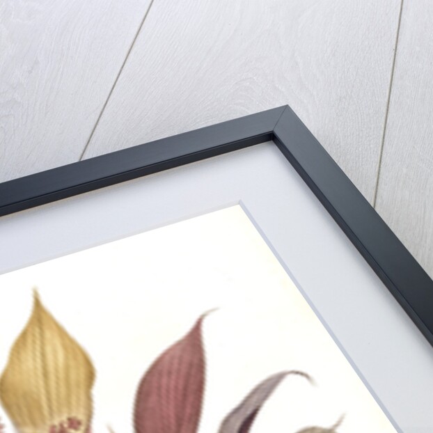 Dracoena terminalis, Cordyline terminalis; Dragonnier terminale; Dragon Lily, Hawaiian Ti, Ti Tree, Good Luck Tree; Flaming dragon tree by Pierre Joseph Redouté