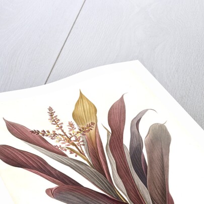 Dracoena terminalis, Cordyline terminalis; Dragonnier terminale; Dragon Lily, Hawaiian Ti, Ti Tree, Good Luck Tree; Flaming dragon tree by Pierre Joseph Redouté