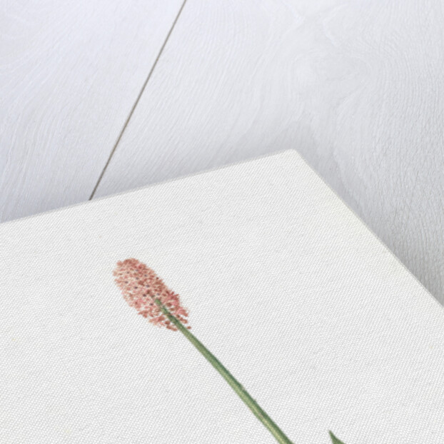 Helonias bullata, Helonias rose; Swamp Pink, Spear-leaved Helonias by Pierre Joseph Redouté