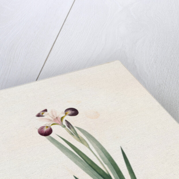 Iris versicolor, Iris à coleurs changeantes, Blue Flag; Flag Lily; Liver Lily; Snake Lily; Dragon Flower by Pierre Joseph Redouté