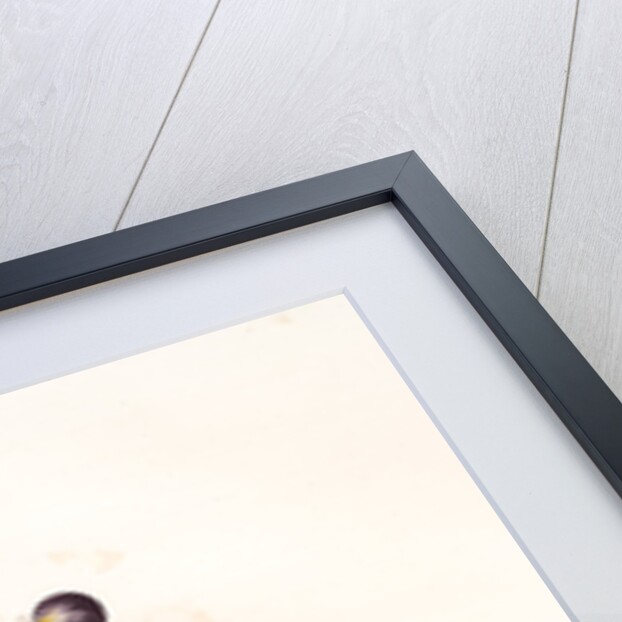 Iris versicolor, Iris à coleurs changeantes, Blue Flag; Flag Lily; Liver Lily; Snake Lily; Dragon Flower by Pierre Joseph Redouté