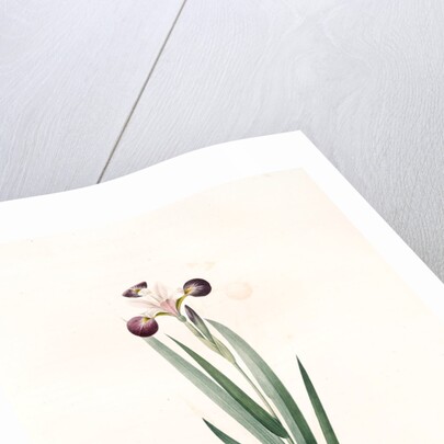 Iris versicolor, Iris à coleurs changeantes, Blue Flag; Flag Lily; Liver Lily; Snake Lily; Dragon Flower by Pierre Joseph Redouté