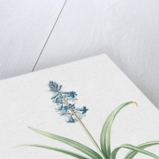 Scilla patula, Scilla hispanica; Scille étalée; Spanish Jacinth by Pierre Joseph Redouté