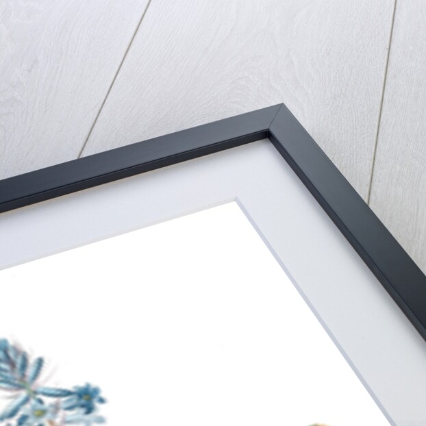 Scilla patula, Scilla hispanica; Scille étalée; Spanish Jacinth by Pierre Joseph Redouté