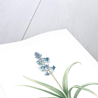 Scilla patula, Scilla hispanica; Scille étalée; Spanish Jacinth by Pierre Joseph Redouté