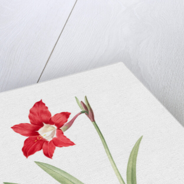 Amaryllis equestris, Hippeastrum equestre; Amaryllis brasiliensis; Amaryllis brésilienne; Barbados Lily by Pierre Joseph Redouté