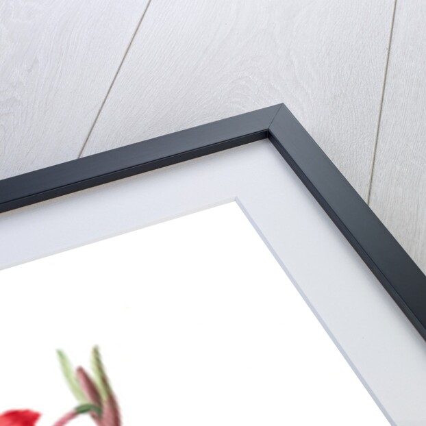 Amaryllis equestris, Hippeastrum equestre; Amaryllis brasiliensis; Amaryllis brésilienne; Barbados Lily by Pierre Joseph Redouté