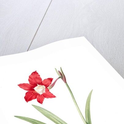 Amaryllis equestris, Hippeastrum equestre; Amaryllis brasiliensis; Amaryllis brésilienne; Barbados Lily by Pierre Joseph Redouté