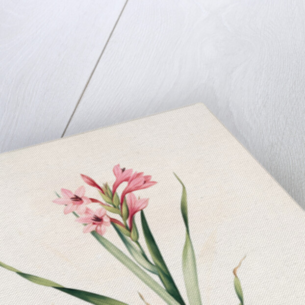 Gladiolus laccatus, Glaïeul coloeur de laque by Pierre Joseph Redouté