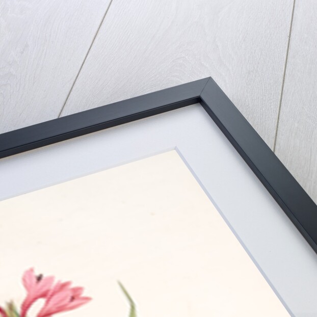 Gladiolus laccatus, Glaïeul coloeur de laque by Pierre Joseph Redouté