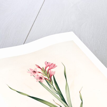 Gladiolus laccatus, Glaïeul coloeur de laque by Pierre Joseph Redouté