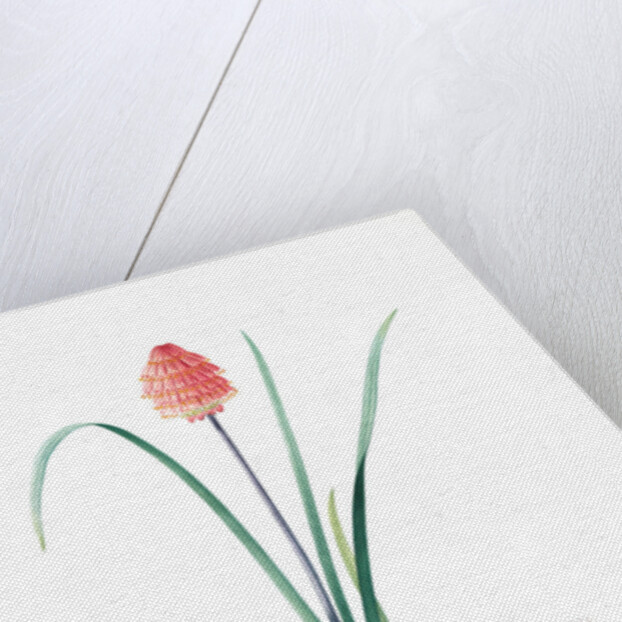 Veltheimia abyssinica, Kniphofia abyssinica; Velthéimia d'Abyssinie, Abyssinian Torch Lily by Pierre Joseph Redouté