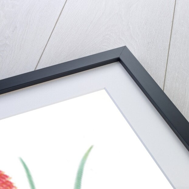 Veltheimia abyssinica, Kniphofia abyssinica; Velthéimia d'Abyssinie, Abyssinian Torch Lily by Pierre Joseph Redouté