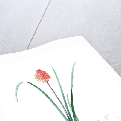 Veltheimia abyssinica, Kniphofia abyssinica; Velthéimia d'Abyssinie, Abyssinian Torch Lily by Pierre Joseph Redouté