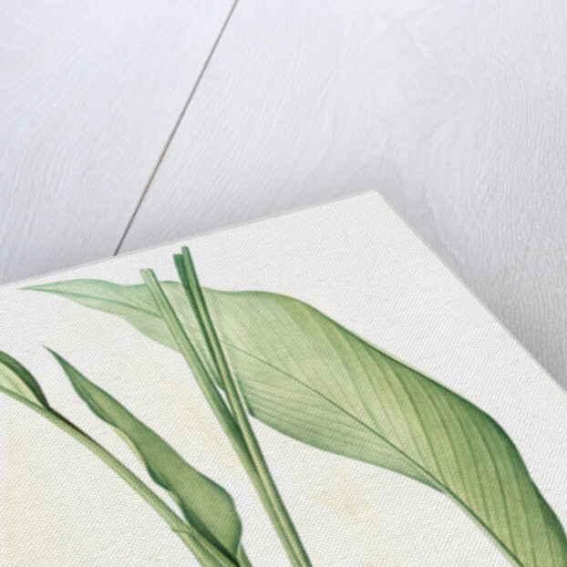 Curcuma longa, Curcuma long, Turmeric by Pierre Joseph Redouté