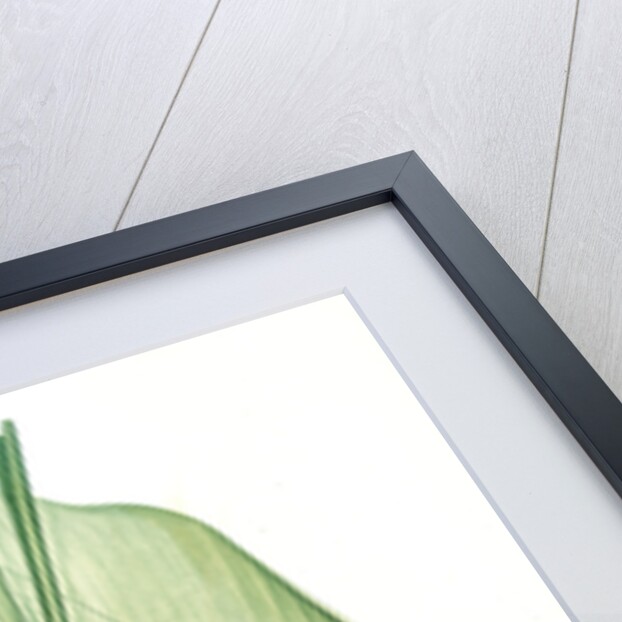 Curcuma longa, Curcuma long, Turmeric by Pierre Joseph Redouté