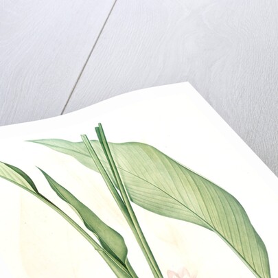 Curcuma longa, Curcuma long, Turmeric by Pierre Joseph Redouté