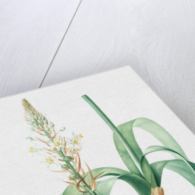 Ornithogalum longibracteatum, Ornithogale à longues bractées, Sea onion; False sea onion by Pierre Joseph Redouté