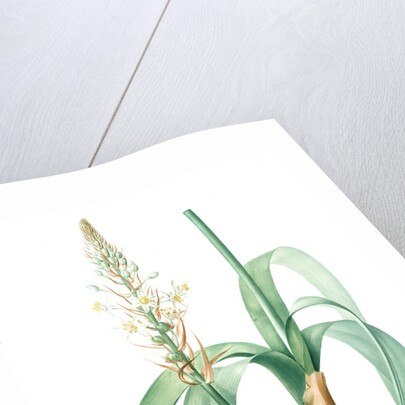 Ornithogalum longibracteatum, Ornithogale à longues bractées, Sea onion; False sea onion by Pierre Joseph Redouté