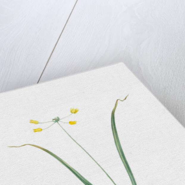 Allium scorzoneraefolium, Ail à feuilles se scorzonère by Pierre Joseph Redouté