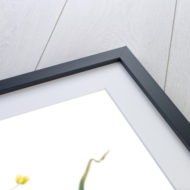 Allium scorzoneraefolium, Ail à feuilles se scorzonère by Pierre Joseph Redouté