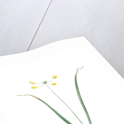 Allium scorzoneraefolium, Ail à feuilles se scorzonère by Pierre Joseph Redouté