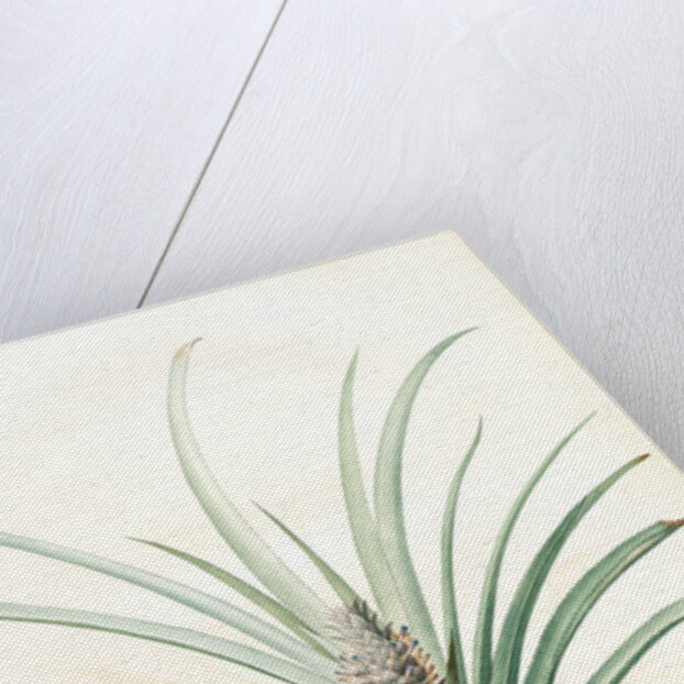 Bromella ananas, Ananas sativus; Bromella cultivé; Pineapple by Pierre Joseph Redouté