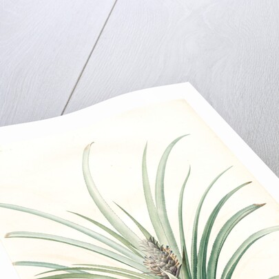 Bromella ananas, Ananas sativus; Bromella cultivé; Pineapple by Pierre Joseph Redouté