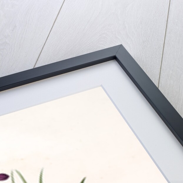 Ixia grandiflora, Sparaxis; Ixia à grandes fleurs by Pierre Joseph Redouté