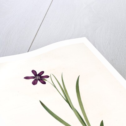 Ixia grandiflora, Sparaxis; Ixia à grandes fleurs by Pierre Joseph Redouté