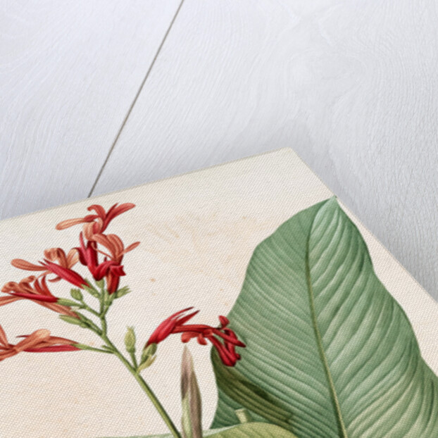 Canna gigantea, Canna latifolia; Balisier géant by Pierre Joseph Redouté