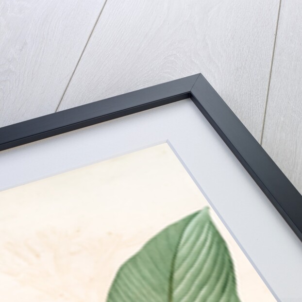 Canna gigantea, Canna latifolia; Balisier géant by Pierre Joseph Redouté