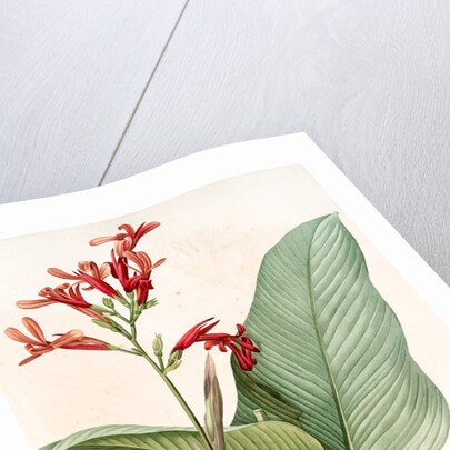 Canna gigantea, Canna latifolia; Balisier géant by Pierre Joseph Redouté