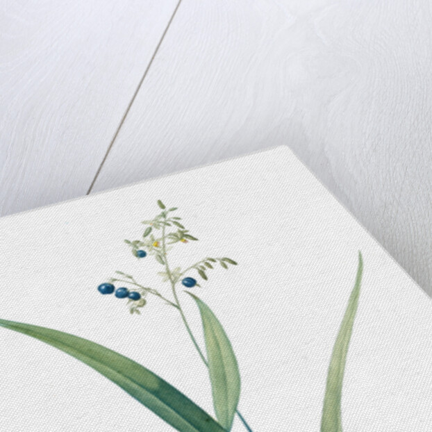 Dianella ensifolia, Dianella nemorosa; Flax Lily; Dianelle en Glaive by Pierre Joseph Redouté