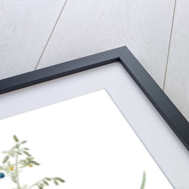 Dianella ensifolia, Dianella nemorosa; Flax Lily; Dianelle en Glaive by Pierre Joseph Redouté