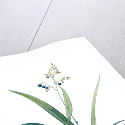 Dianella ensifolia, Dianella nemorosa; Flax Lily; Dianelle en Glaive by Pierre Joseph Redouté