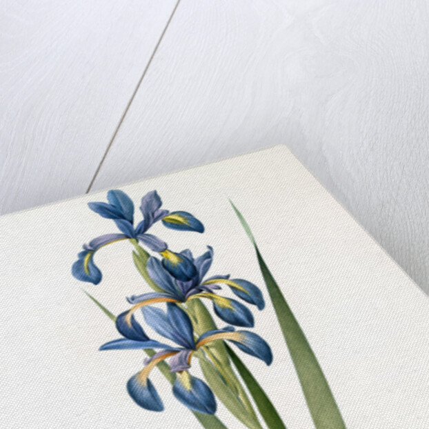 Iris spuria; Iris batarde by Pierre Joseph Redouté