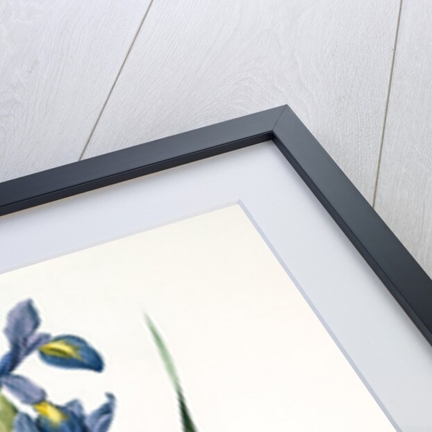 Iris spuria; Iris batarde by Pierre Joseph Redouté