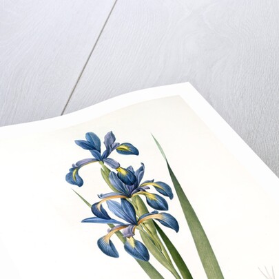 Iris spuria; Iris batarde by Pierre Joseph Redouté