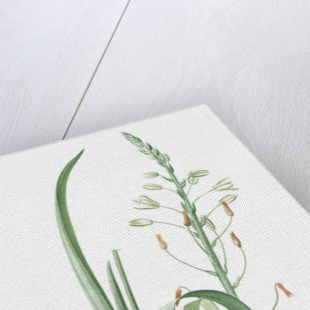 Albuca cornuta, Albuca altissima; Albuca cornue; Cape Asphodel, Albuca maxima by Pierre Joseph Redouté