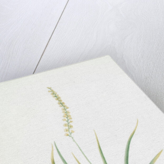 Tofieldia palustris, Tofieldie des marais; False Asphodel, Scotch Asphodel by Pierre Joseph Redouté