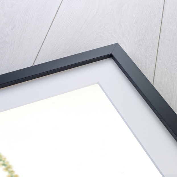 Tofieldia palustris, Tofieldie des marais; False Asphodel, Scotch Asphodel by Pierre Joseph Redouté