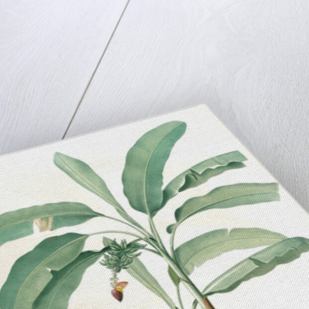 Musa paradisiaca, Bananier cultivé; Cultivated Banana (Plant) by Pierre Joseph Redouté