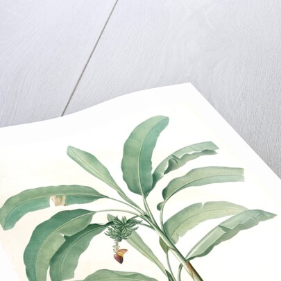 Musa paradisiaca, Bananier cultivé; Cultivated Banana (Plant) by Pierre Joseph Redouté