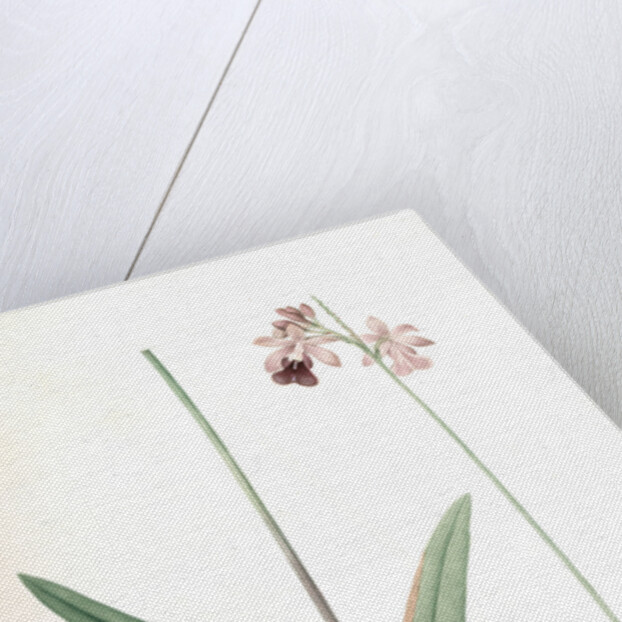 Epidendrum bifidum, Epidendre á deux lobes, Thicket butterfly orchid by Pierre Joseph Redouté