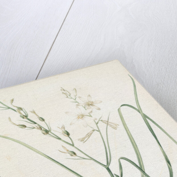 Anthericum Liliago, Phalangère fleur de lis; Phalangium liliago;, St. Bernard's Lily by Pierre Joseph Redouté