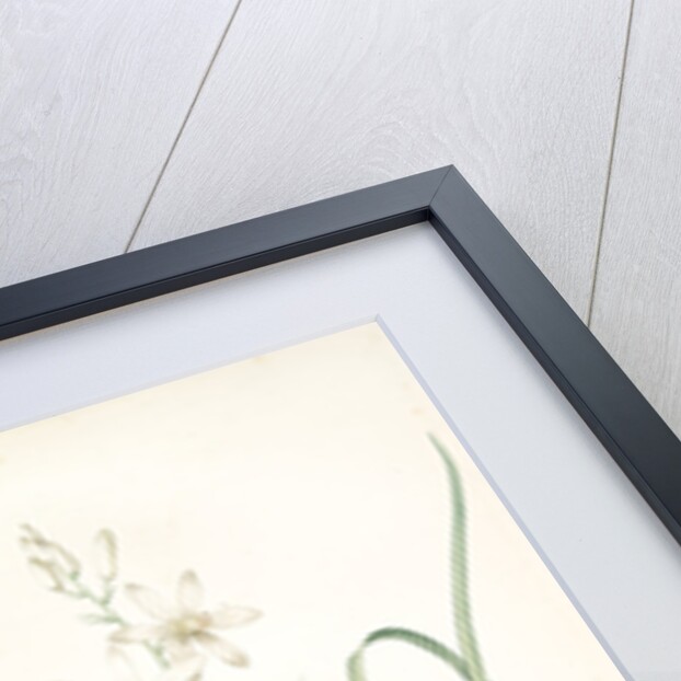 Anthericum Liliago, Phalangère fleur de lis; Phalangium liliago;, St. Bernard's Lily by Pierre Joseph Redouté