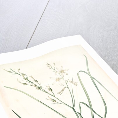 Anthericum Liliago, Phalangère fleur de lis; Phalangium liliago;, St. Bernard's Lily by Pierre Joseph Redouté