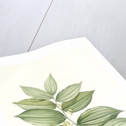 Polygonatum latifolium, Polygonatum verticille, Solomon's Seal by Pierre Joseph Redouté